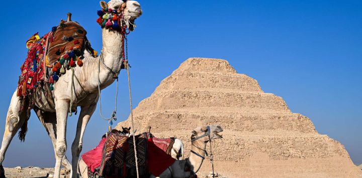 Imagen de camellos vistos frente a la Pirámide Escalonada en la necrópolis de Saqqara, en Giza, Egipto.