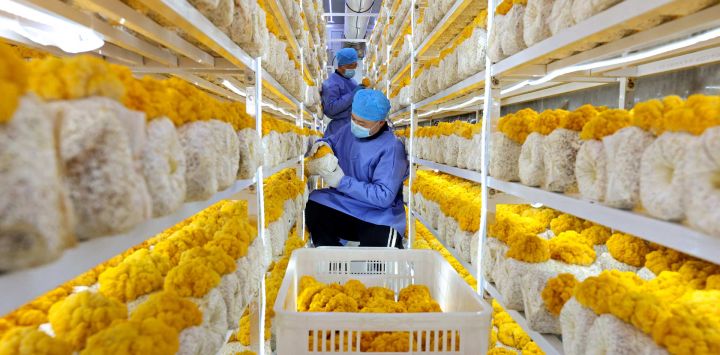 Un agricultor cultiva hongos dentro de un invernadero durante el invierno en Zaozhuang, provincia de Shandong, en el este de China.