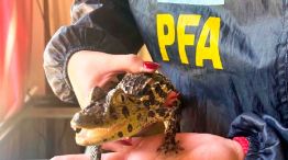 21_12_2025_yacares_pfa_g