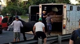 El traslado de los caballos de un trailer que chocó en la General Paz.