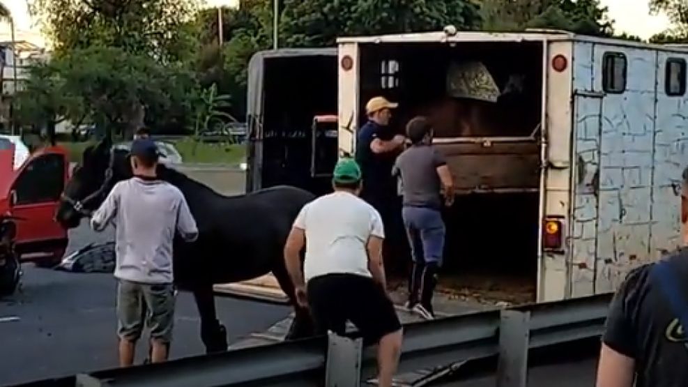 El traslado de los caballos de un trailer que chocó en la General Paz.