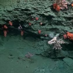 A bordo del Falkor (too), los científicos del CONICET, de la UBA y colegas del exterior estudian las comunidades quimiosintéticas.