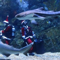 Buzos vestidos con trajes de Santa Claus realizan una presentación en el Sea Life Bangkok Ocean World, en Bangkok, Tailandia. | Foto:Xinhua/Rachen Sageamsak