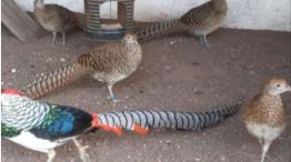 Rescataron más de 200 animales en peligro de extinción que eran vendidos por redes sociales