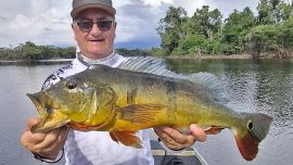 . El objetivo principal es el tucunaré, una especie explosiva y ultra deportiva que embiste señuelos artificiales con ferocidad. Pero la pesca no termina allí: también se suman jornadas de “cuero”, donde se logran pirararas y rayas de tamaños colosales, un plato fuerte para los amantes del combate pesado.