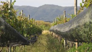 22122025_vino_calamuchita