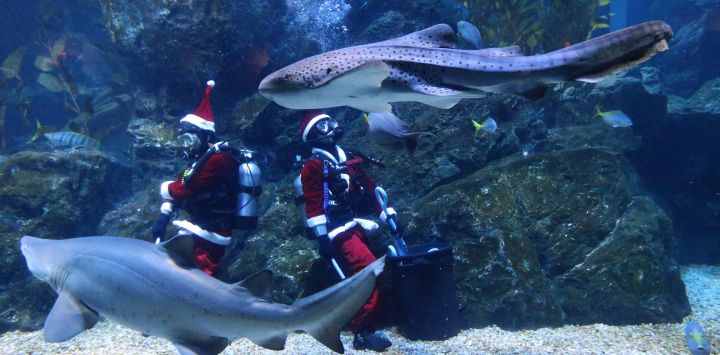 Buzos vestidos con trajes de Santa Claus realizan una presentación en el Sea Life Bangkok Ocean World, en Bangkok, Tailandia.