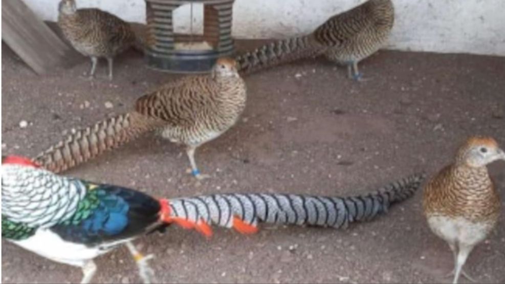 Rescataron más de 200 animales en peligro de extinción que eran vendidos por redes sociales