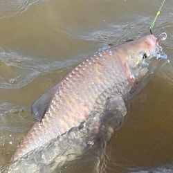 La expectativa ahora está puesta en febrero y marzo, meses en los que suelen aparecer las grandes bogas que pueden superar los 4 kilos.