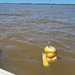 La expectativa ahora está puesta en febrero y marzo, meses en los que suelen aparecer las grandes bogas que pueden superar los 4 kilos.