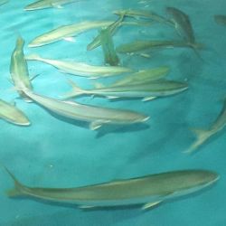 El objetivo principal de este crucero científico es incrementar el conocimiento sobre la dinámica poblacional de peces pelágicos grandes en el área de estudio.