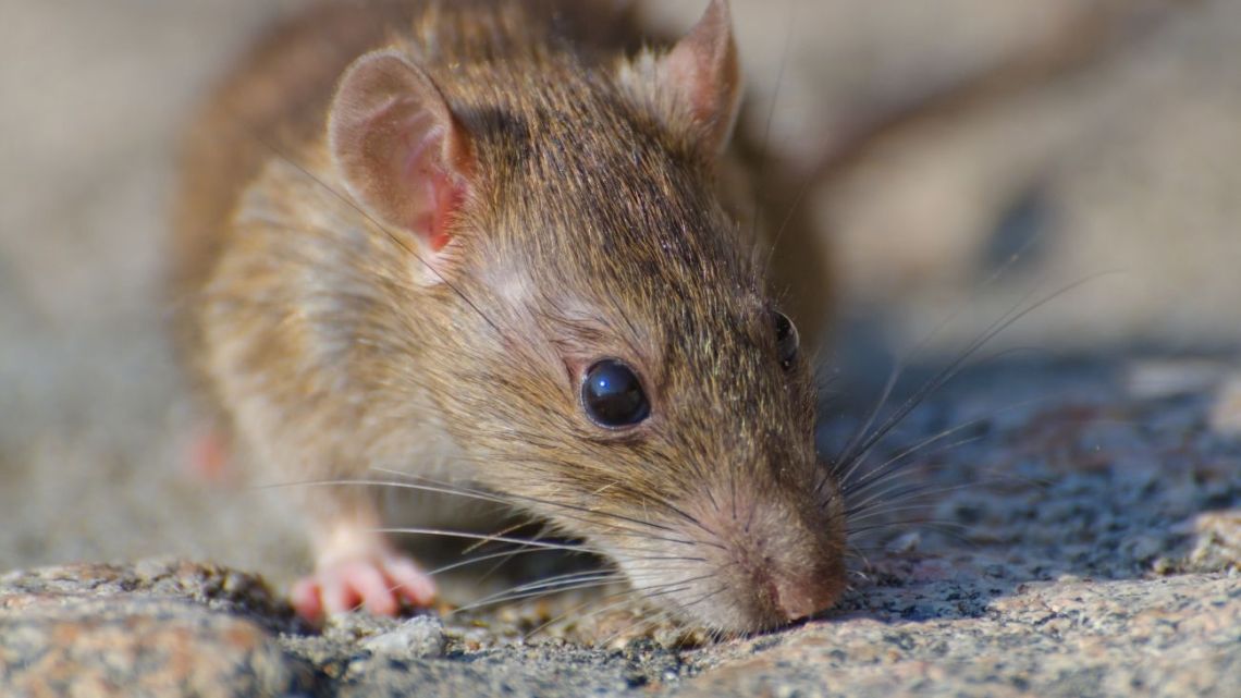Un franco-argentino dio positivo de hantavirus y activó un protocolo sanitario en Francia