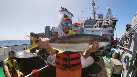 El objetivo principal de este crucero científico es incrementar el conocimiento sobre la dinámica poblacional de peces pelágicos grandes en el área de estudio.