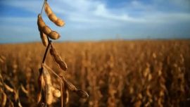 La guerra en Medio Oriente golpea al campo: salta la urea y sube la presión sobre maíz, soja y trigo