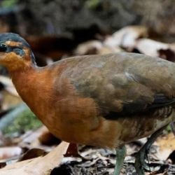 Imagen de la nueva especie de ave descubierta.