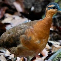 Fue identificada como una nueva especie de Tinamus, un género de la familia Tinamidae.