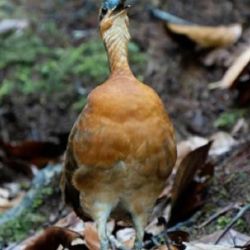 El animal resulta vivir únicamente en una estrecha franja de altura de la citada Serra do Divisor, lo que podría ponerla en riesgo en un futuro próximo.
