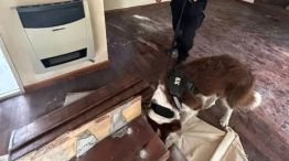 Granda en Villa Allende