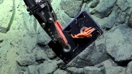 La nueva expedición del CONICET encontró un VHS a 2600 metros de profundidad 20251223