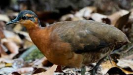 Imagen de la nueva especie de ave descubierta.