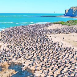 Entre acantilados, playas y un casco histórico traído pieza por pieza desde Europa, El Pedral vuelve a latir como estancia.
