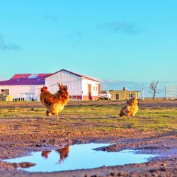 Entre acantilados, playas y un casco histórico traído pieza por pieza desde Europa, El Pedral vuelve a latir como estancia.