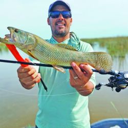 Atractivas alternativas para ir por taruchas de diferentes portes en las modalidades baitcasting, spinning, carnada natural o fly. 