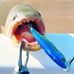 Atractivas alternativas para ir por taruchas de diferentes portes en las modalidades baitcasting, spinning, carnada natural o fly. 