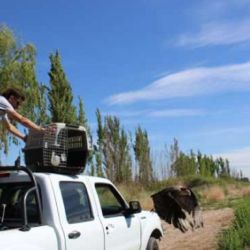 Las aves rescatadas ya vuelan nuevamente en libertad. 