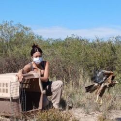 Todas las aves liberadas sortearon con éxito un largo proceso de rehabilitación.