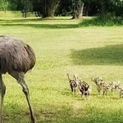 Tanto la feliz madre como sus crías están en perfecto estado de salud. 