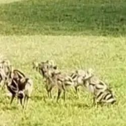 Los pequeños ñandúes, cuidados por el macho, ya exploran la reserva, confirmando que es un hábitat ideal para su reproducción