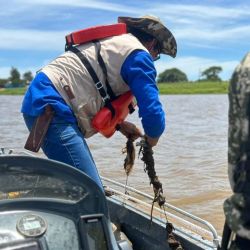 Se detectó un incremento en el uso de artes de pesca prohibidas y en la captura de ejemplares de pequeño tamaño, lo que pone en serio riesgo la conservación de las especies nativas.