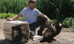 Liberan aves rapaces rescatadas del tráfico ilegal en Mendoza
