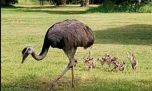 Mirá las crías de ñandú que nacieron en una reserva natural de Entre Ríos 