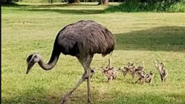 Mirá las crías de ñandú que nacieron en una reserva natural de Entre Ríos