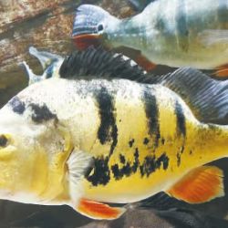 La presencia del tucunaré o pavón (Cichla sp.) fue reportado por primera vez a finales de 2018 a través de InvBasa, una plataforma en la que pescadores y científicos registran especies invasoras.