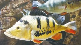 La presencia del tucunaré o pavón (Cichla sp.) fue reportado por primera vez a finales de 2018 a través de InvBasa, una plataforma en la que pescadores y científicos registran especies invasoras.