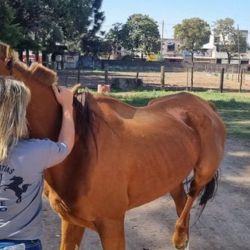 Todos los caballos gozan de buena salud.