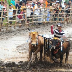 Imagen de un hombre y sus toros participando en el Karapan Sapi Brujul, un evento tradicional de carreras de toros, en Probolinggo, Indonesia. | Foto:Xinhua/Sahlan Kurniawan