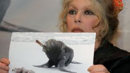 La causa que eligió para siempre: Brigitte Bardot y la defensa de los animales