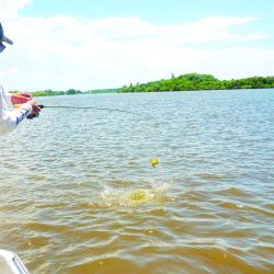 La temporada dorada explotó en Berisso y el Río de la Plata volvió a entregar jornadas intensas llenas de acción. 