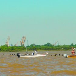 La temporada dorada explotó en Berisso y el Río de la Plata volvió a entregar jornadas intensas llenas de acción. 