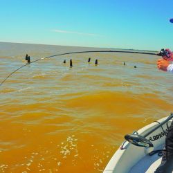 La temporada dorada explotó en Berisso y el Río de la Plata volvió a entregar jornadas intensas llenas de acción. 