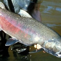 Carrenleufú es una localidad de fuerte impronta rural, rodeada de bosques andino-patagónicos, ríos de aguas cristalinas y paisajes que invitan tanto a la pesca deportiva como al descanso.