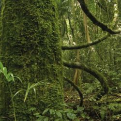 La selva paranaense es uno de los principales pulmones verdes misioneros.