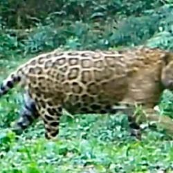 El yaguareté se encuentra en peligro de extinción en la Argentina.