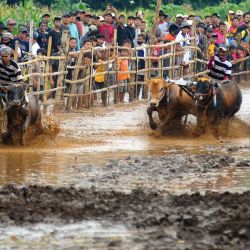 Imagen de personas y sus toros participando en el Karapan Sapi Brujul, un evento tradicional de carreras de toros, en Probolinggo, Indonesia. | Foto:Xinhua/Sahlan Kurniawan