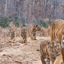 Imagen de una tigresa siberiana y sus cinco cachorros en el Parque Nacional del Tigre y el Leopardo del Noreste de China, en Hunchun, en la provincia de Jilin, en el noreste de China. | Foto:Xinhua