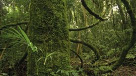 La selva paranaense es uno de los principales pulmones verdes misioneros.